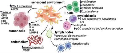 Senescence and Immunoregulation in the Tumor Microenvironment